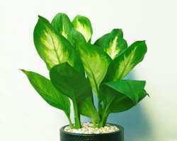 Ý nghĩa trong cuộc sống qua những đồ vật phong thủy